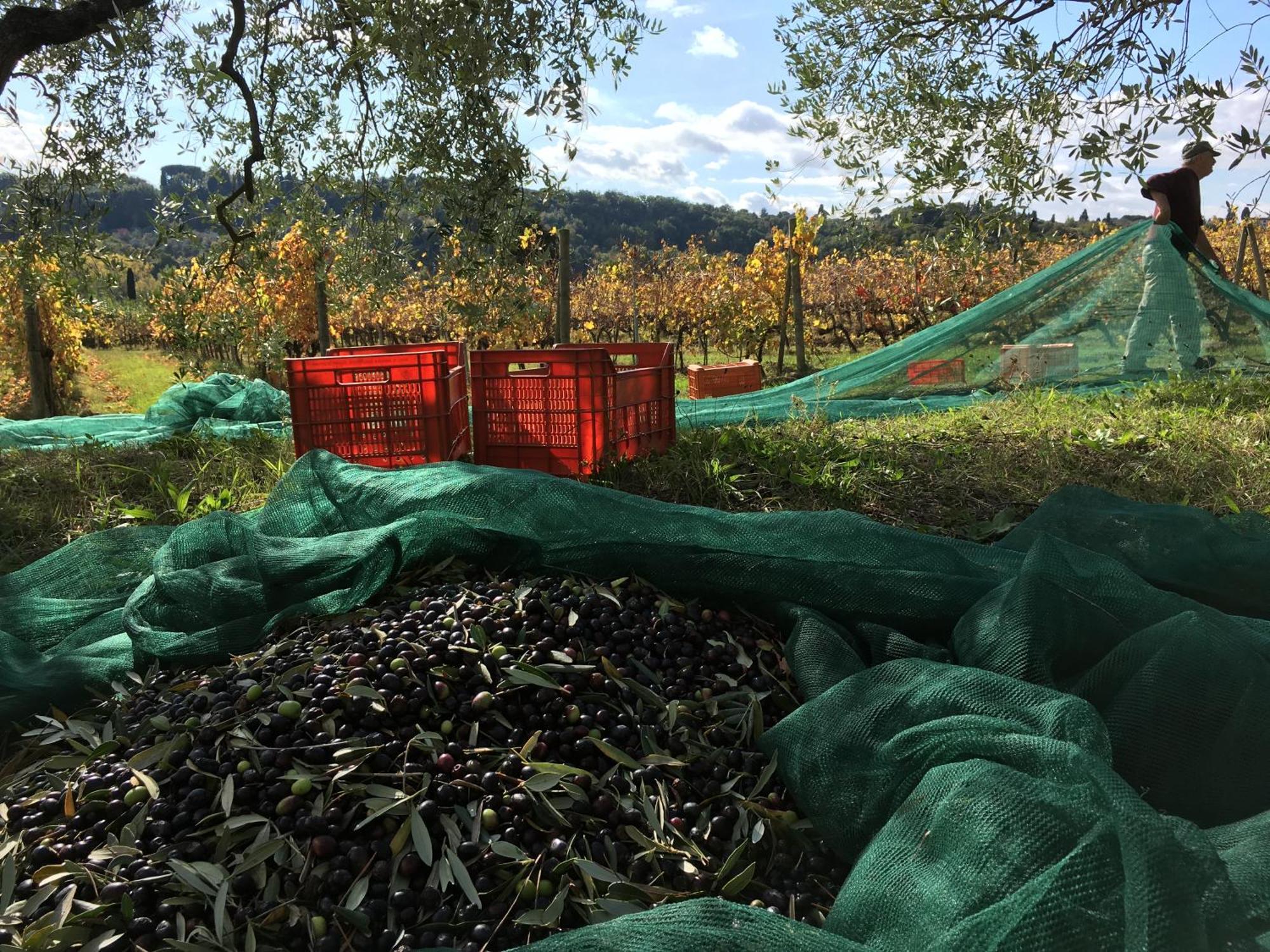 Tenuta Guardastelle - Agriturismo And Vineyard 산지미냐노 외부 사진