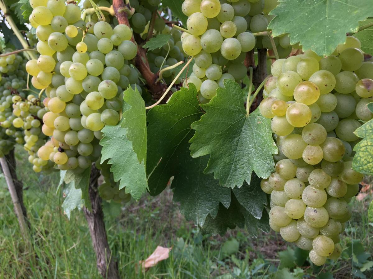 Tenuta Guardastelle - Agriturismo And Vineyard 산지미냐노 외부 사진